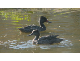 Freckled Ducks